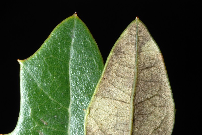 Dwarf Live Oak photo 3