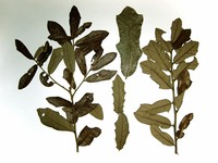 Dwarf Live Oak