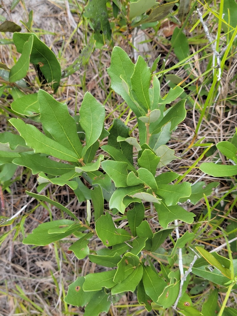 Dwarf Live Oak photo 4