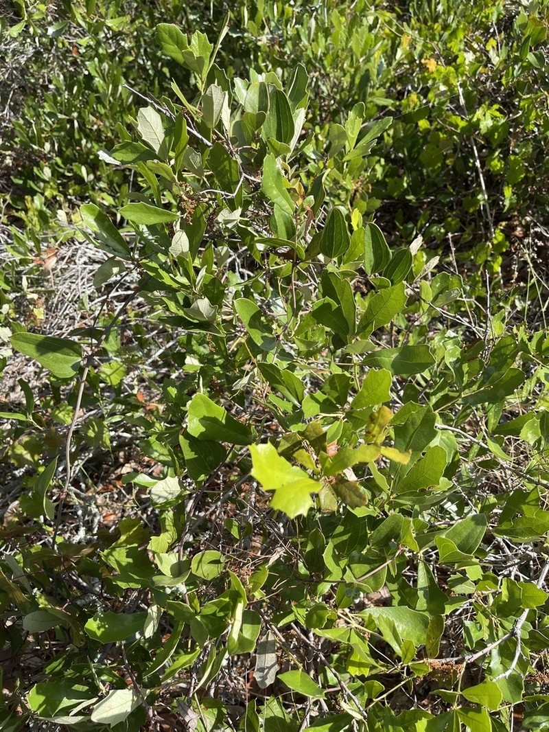 Dwarf Live Oak photo 5
