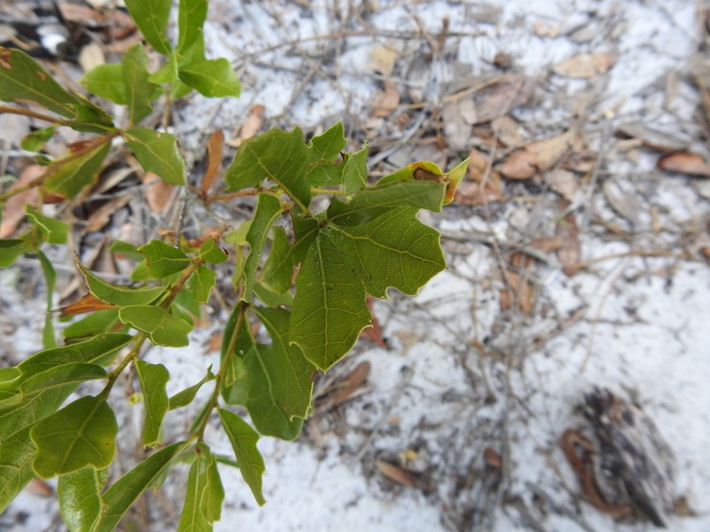 Dwarf Live Oak photo 6