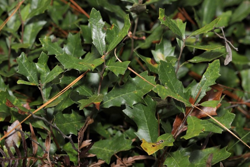 Dwarf Live Oak photo 7