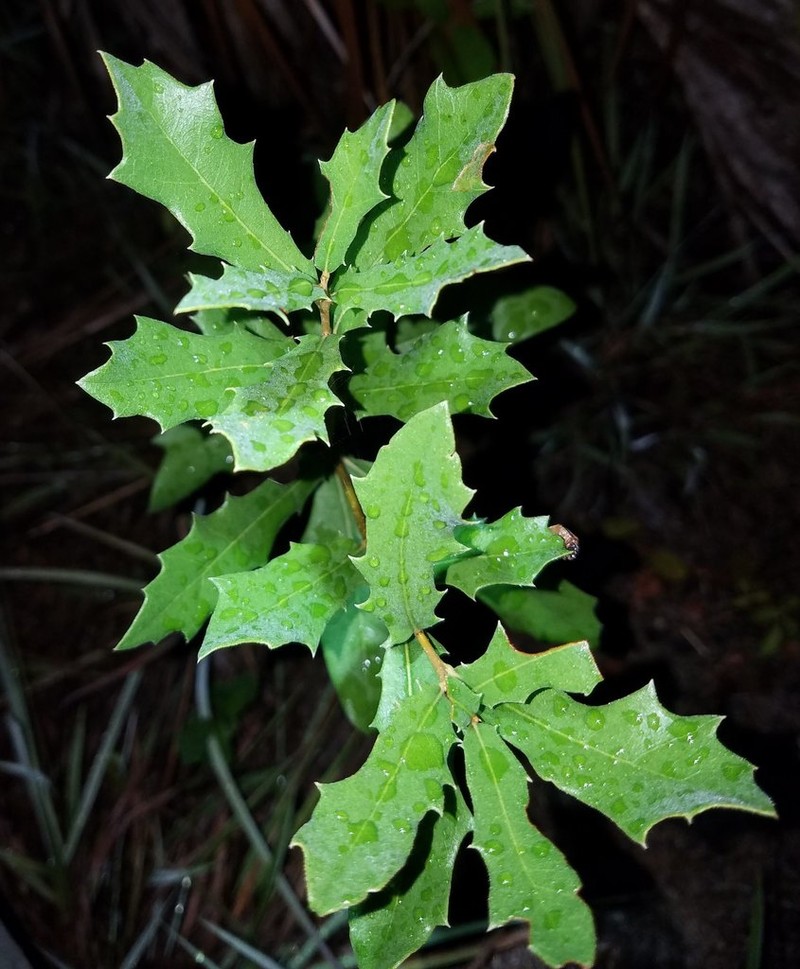 Dwarf Live Oak photo 9
