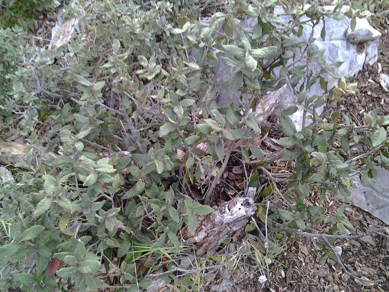 Quercus miquihuanensis photo 2