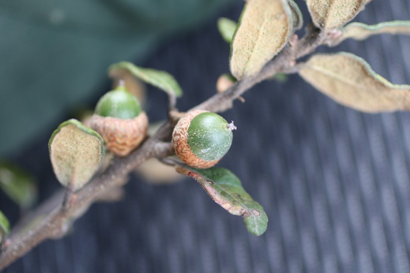 Quercus miquihuanensis photo 3