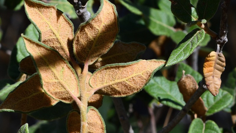 Quercus miquihuanensis photo 4