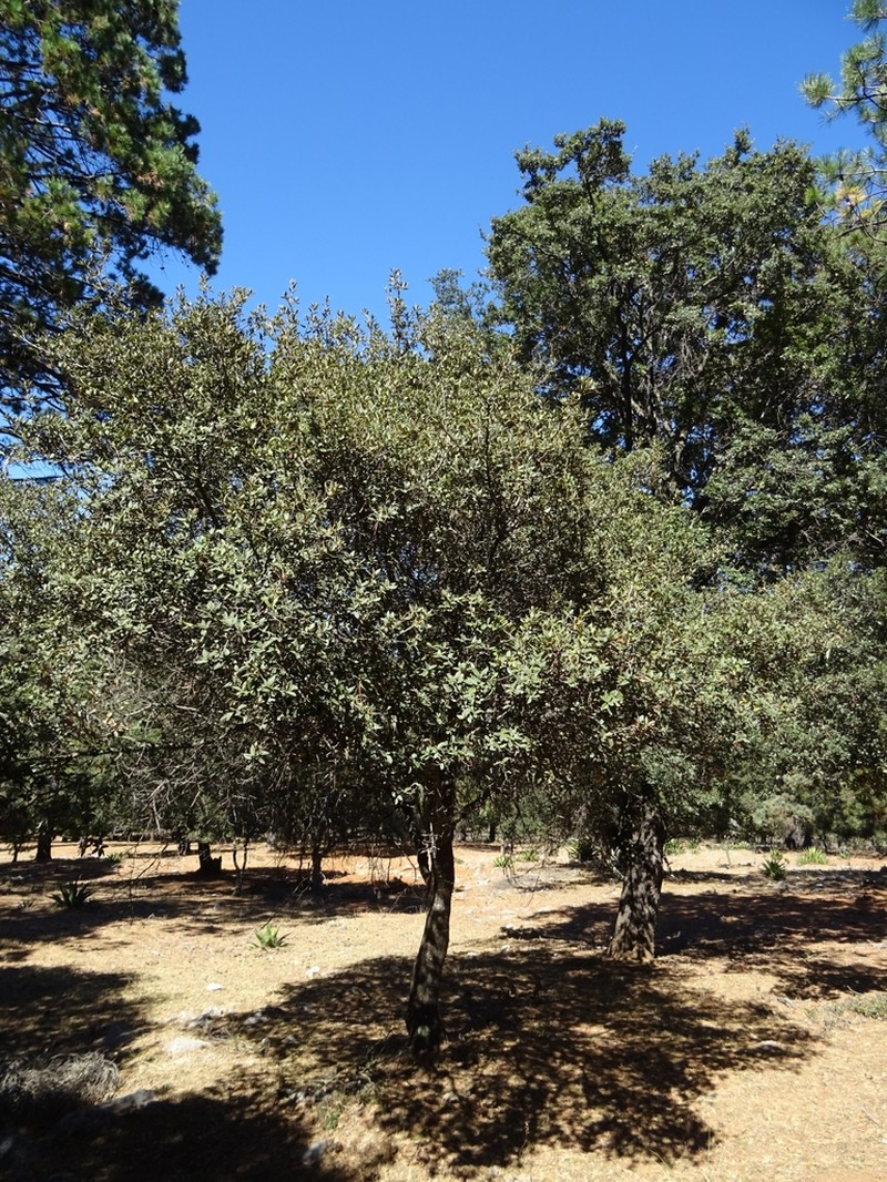 Quercus miquihuanensis photo 5