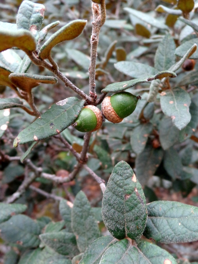 Quercus miquihuanensis photo 6