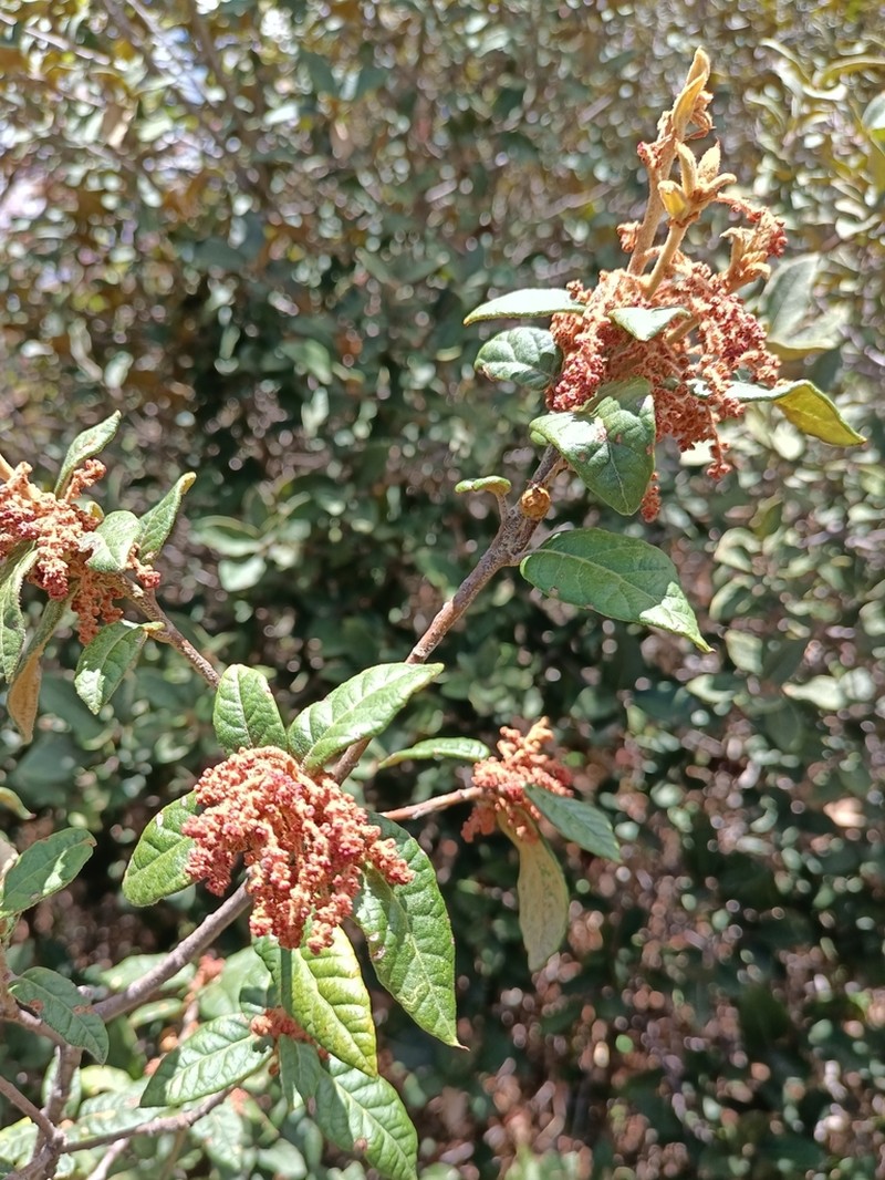 Quercus miquihuanensis photo 7