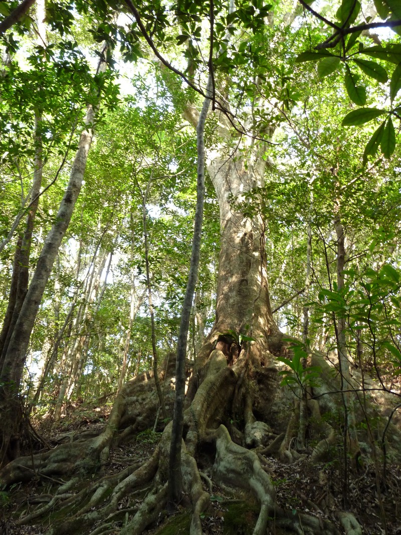 Quercus miyagii