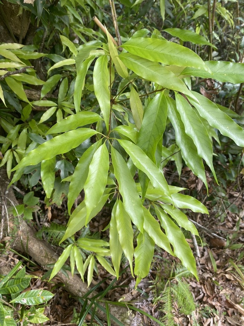 Quercus miyagii photo 2