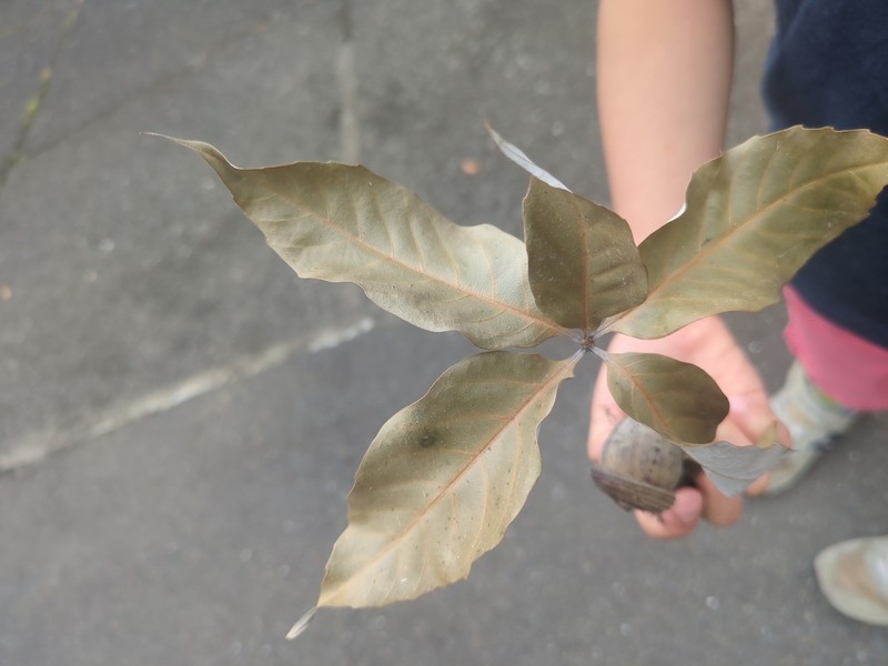 Quercus miyagii photo 3