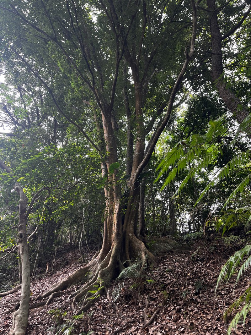 Quercus miyagii photo 6