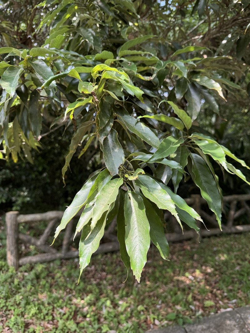 Quercus miyagii photo 7