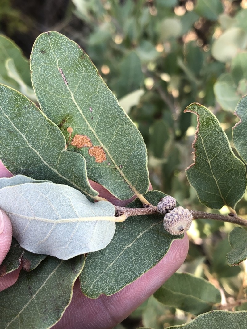 Mohr Oak