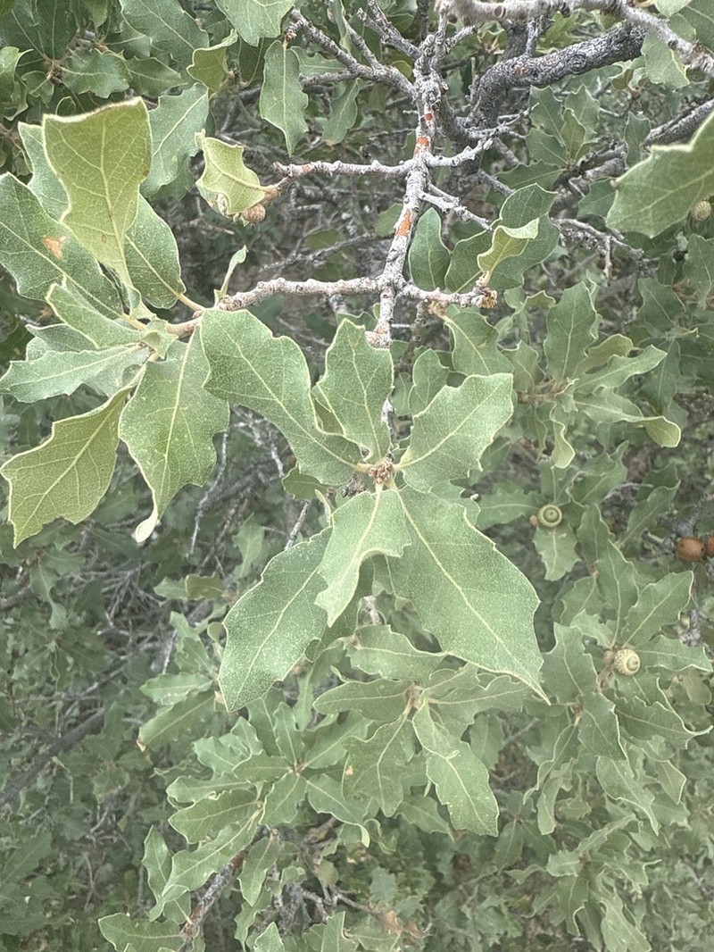 Mohr Oak photo 2