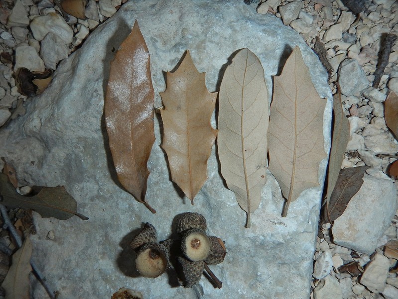 Mohr Oak photo 3