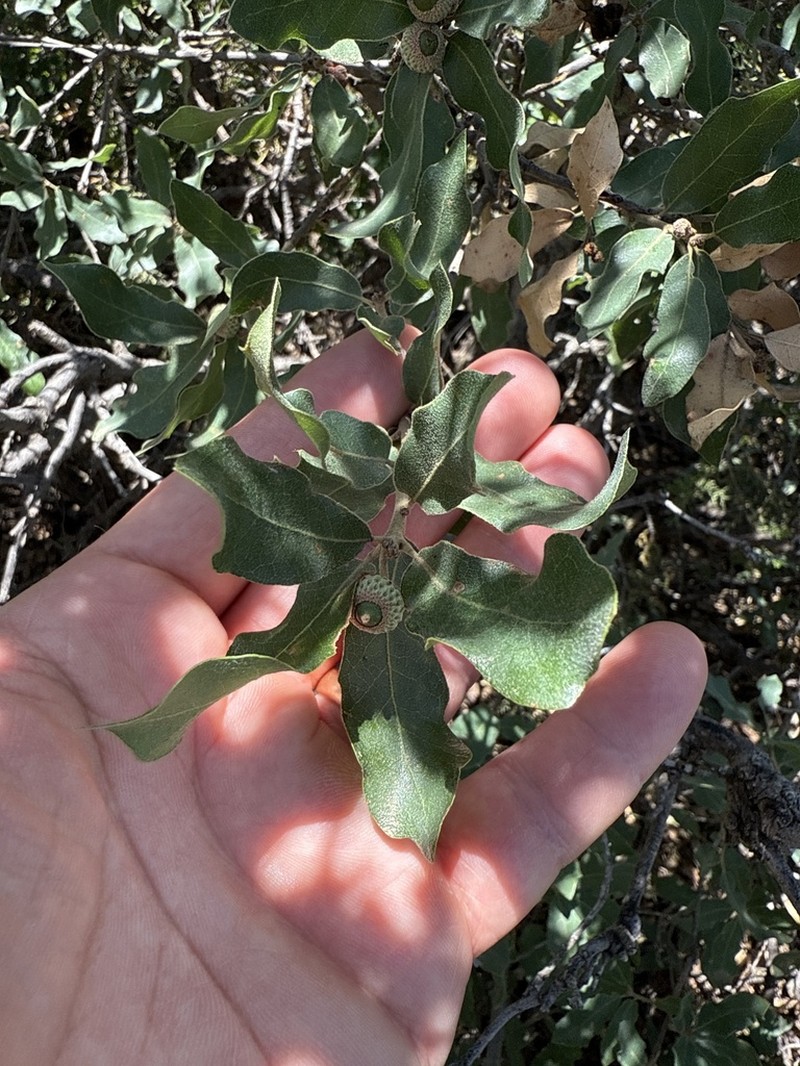 Mohr Oak photo 4