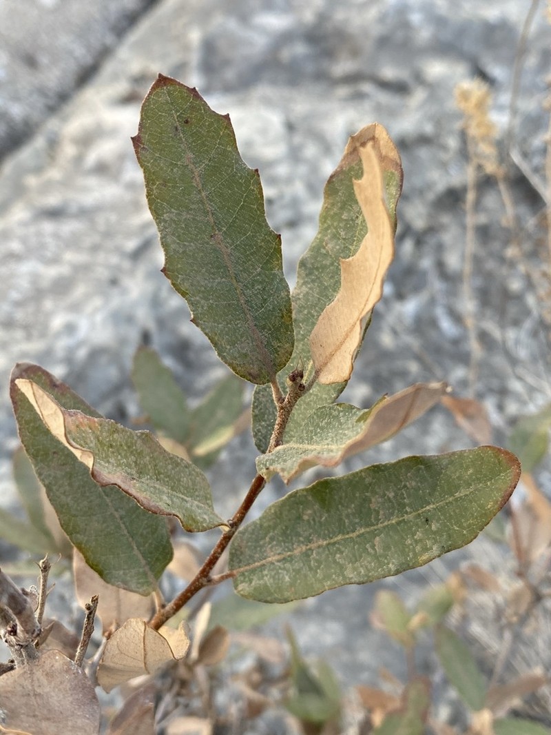 Mohr Oak photo 5