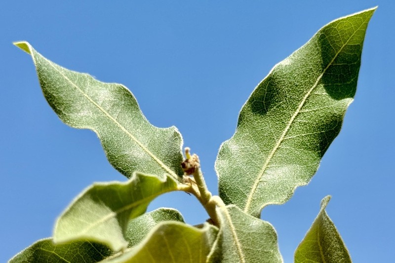 Mohr Oak photo 6