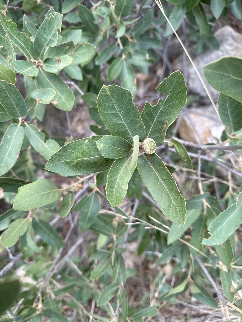 Mohr Oak photo 8
