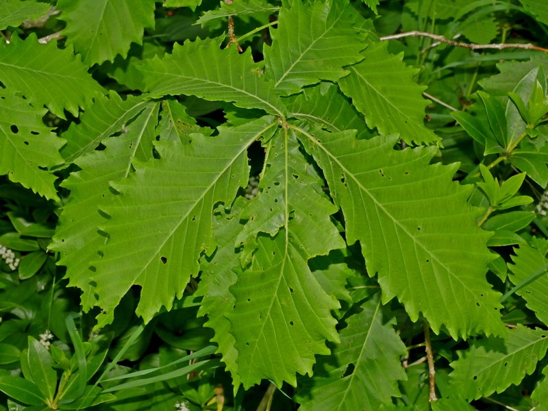 Mongolian Oak photo 4