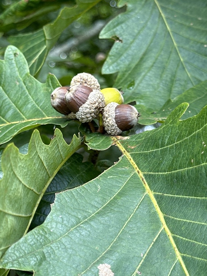 Mongolian Oak photo 5