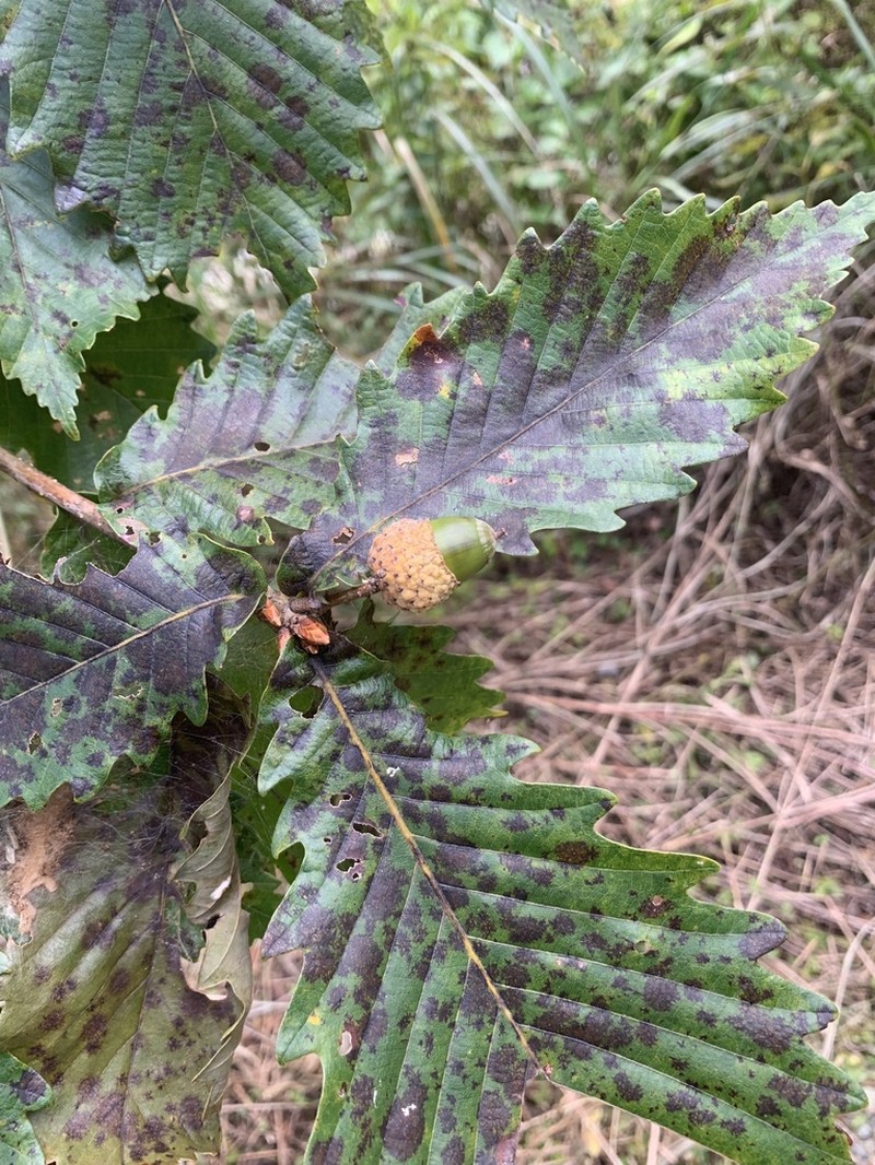 Mongolian Oak photo 6