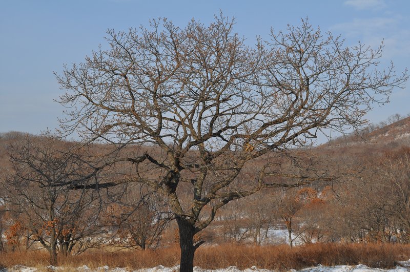 Mongolian Oak