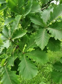 Mongolian Oak