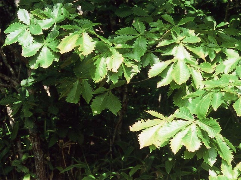 Mongolian Oak photo 2