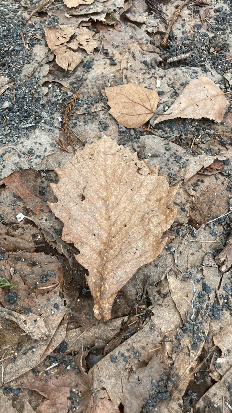 Quercus mongolica var. crispula