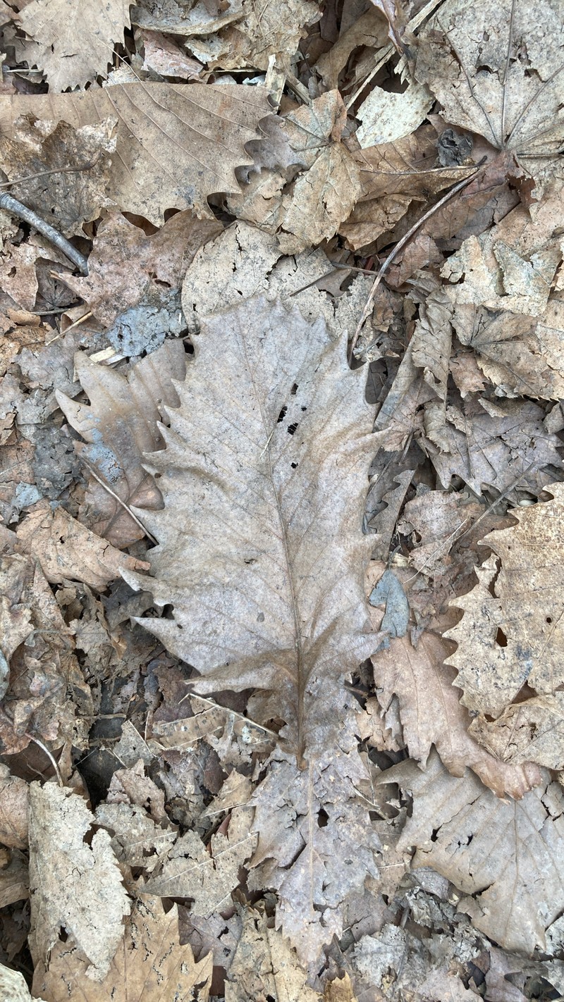 Quercus mongolica var. crispula photo 2