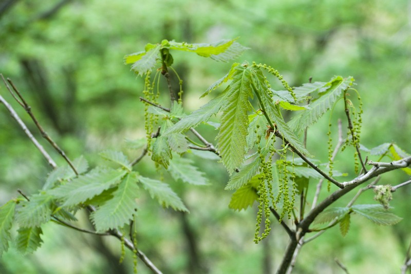 Quercus mongolica var. crispula photo 3