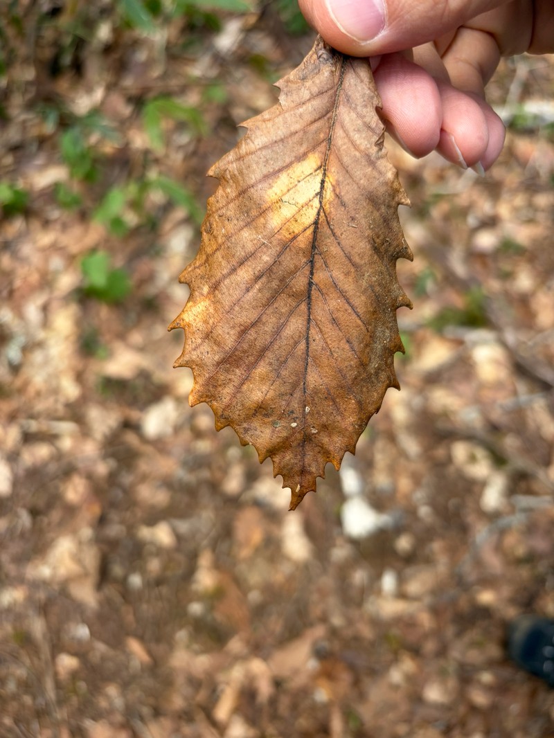 Quercus mongolica var. crispula photo 4