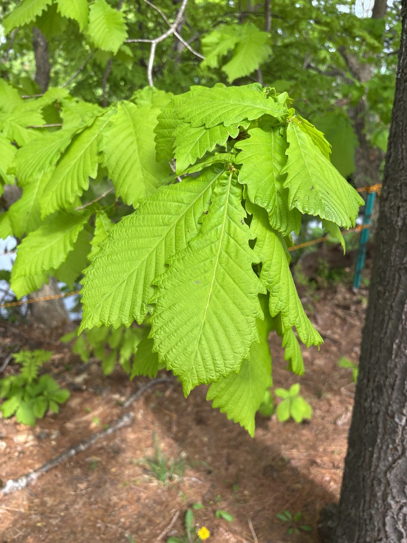 Quercus mongolica var. crispula photo 5