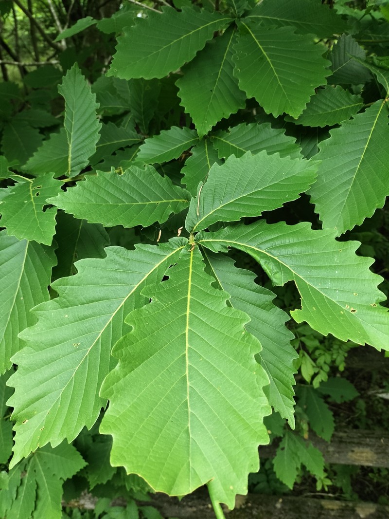 Quercus mongolica var. crispula photo 6