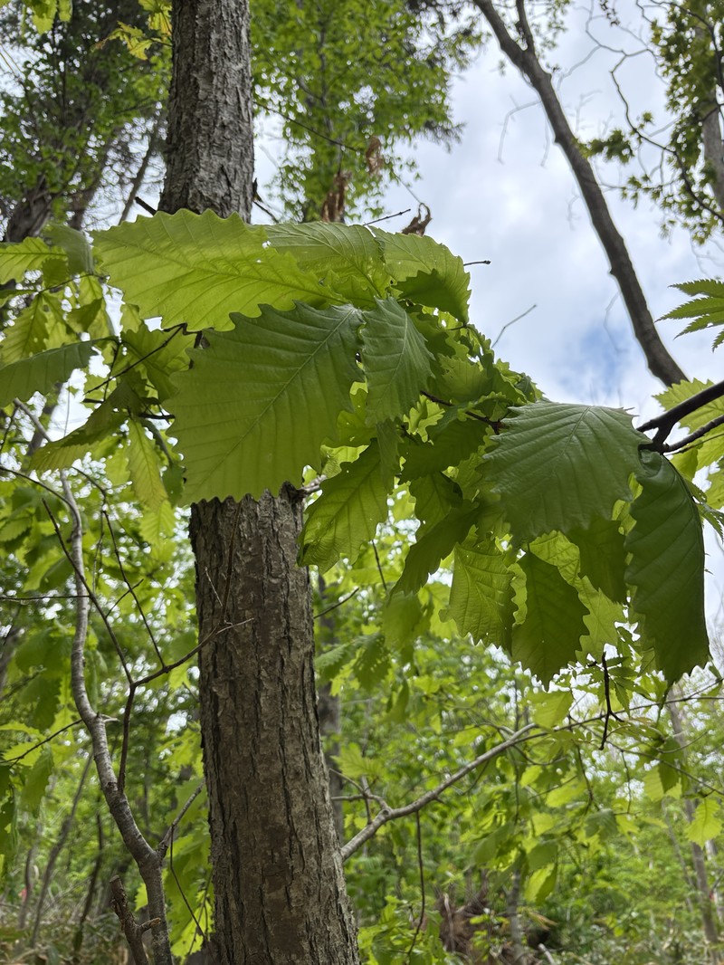 Quercus mongolica var. crispula photo 7