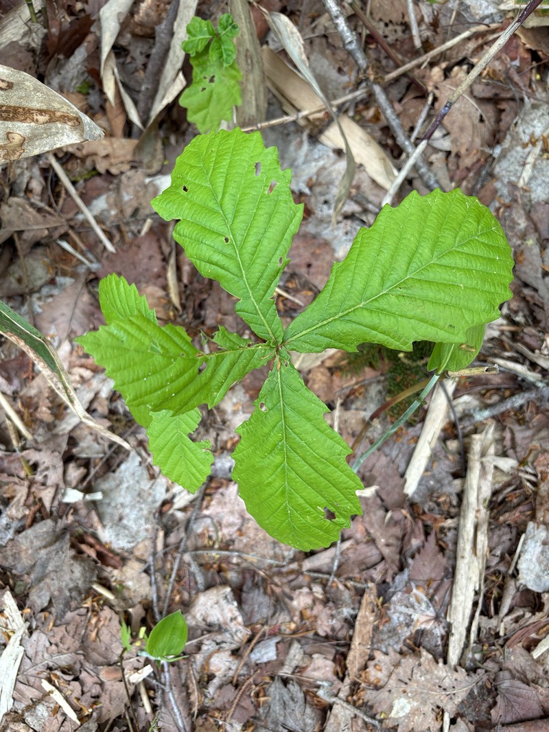 Quercus mongolica var. crispula photo 8
