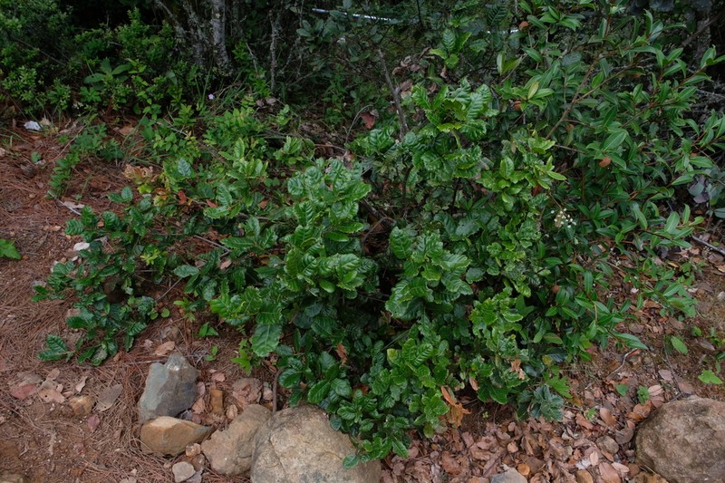 Quercus monimotricha photo 2