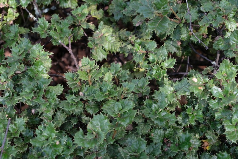 Quercus monimotricha photo 3