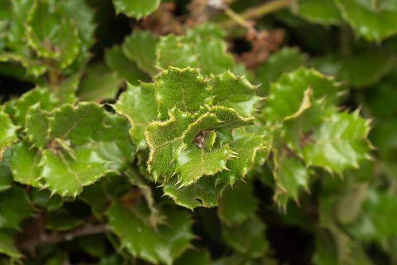 Quercus monimotricha photo 4