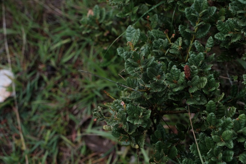 Quercus monimotricha photo 5