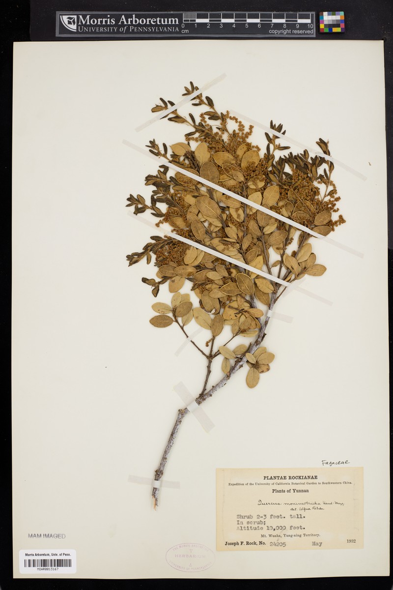Quercus monimotricha photo 7