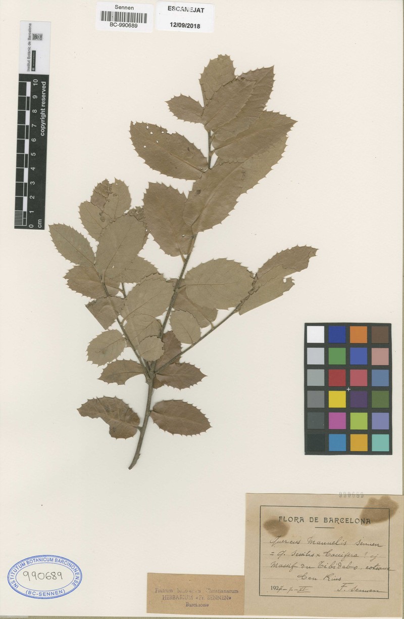 Quercus monnula