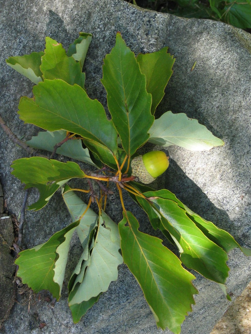 Chestnut Oak photo 2