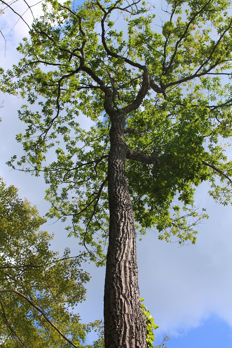 Chestnut Oak