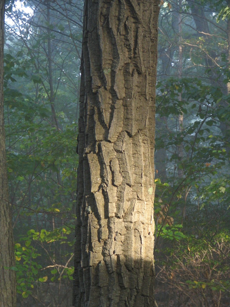 Chestnut Oak photo 3