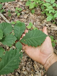 Chestnut Oak