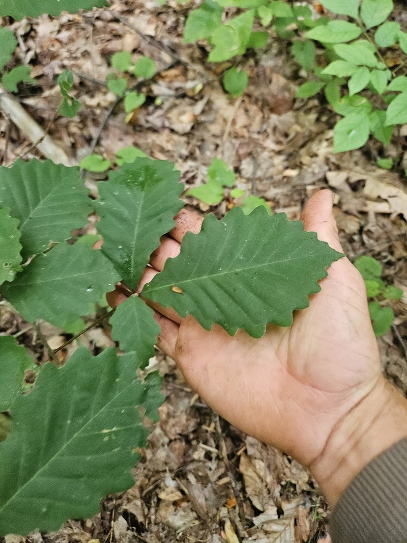 Chestnut Oak